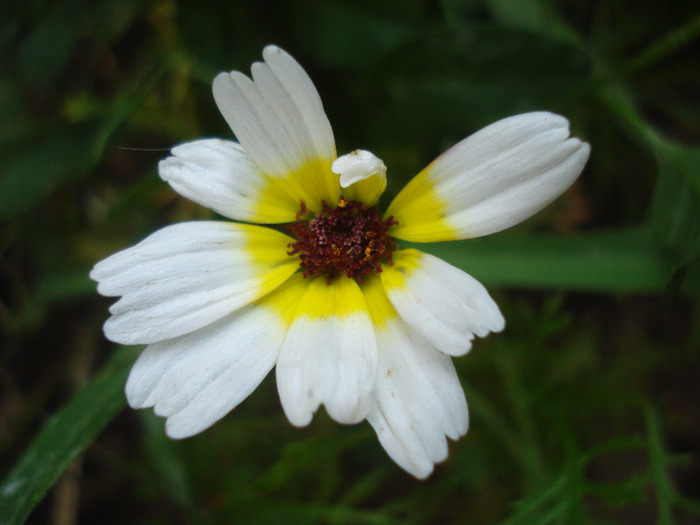 Glebionis carinatum (2011, August 14) - DAISY Tricolor