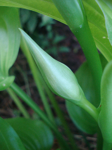 Hosta_Plantain Lily (2011, August 14) - LILY Plantain Lily Hosta