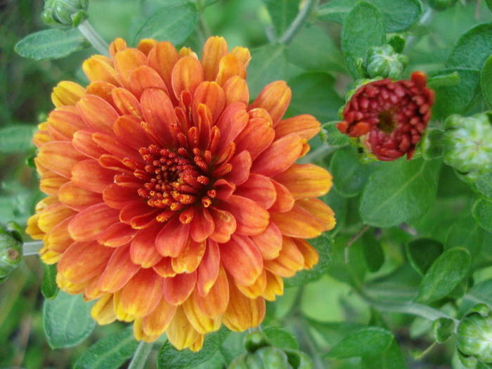 Orange Chrysanthemum (2011, Aug.14)