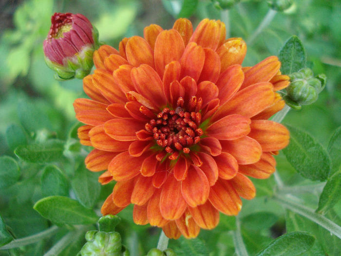 Orange Chrysanthemum (2011, Aug.14)