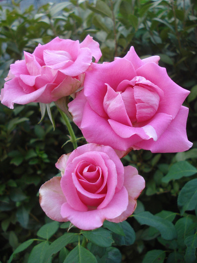 Rose Pink Peace (2011, August 14)