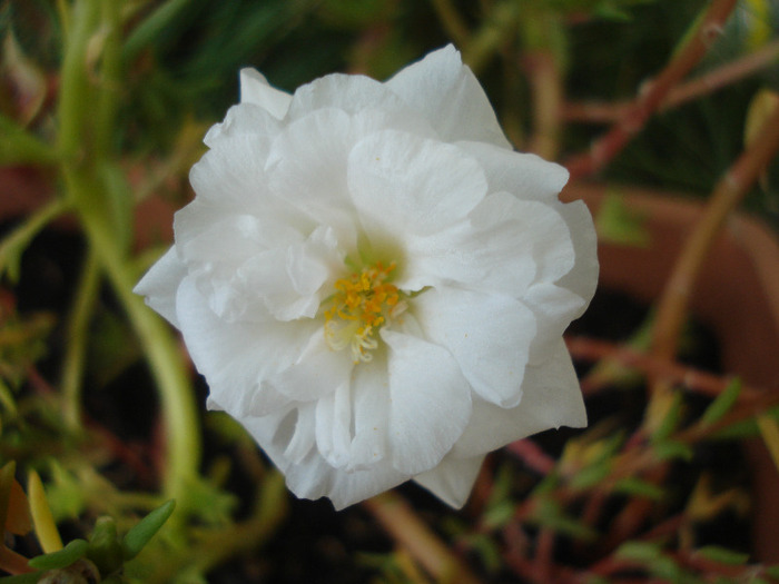 Portulaca grandiflora (2011, Aug.14) - PORTULACA Grandiflora