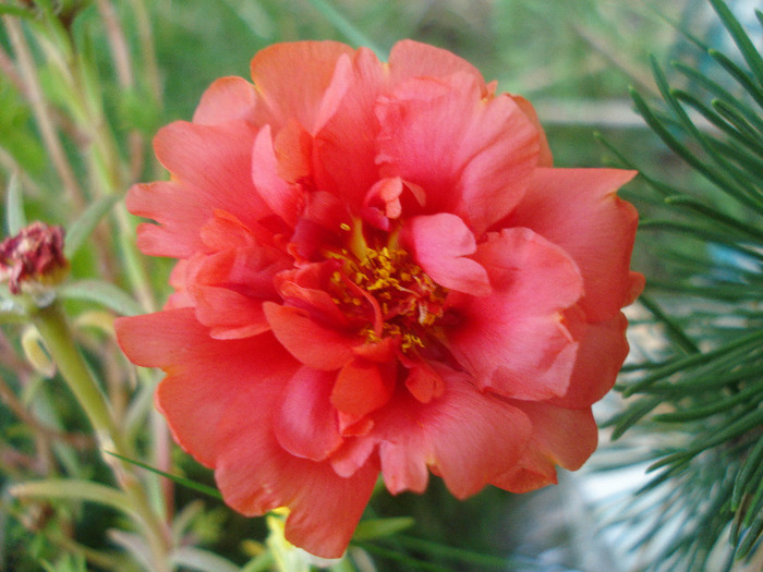 Portulaca grandiflora (2011, Aug.14)