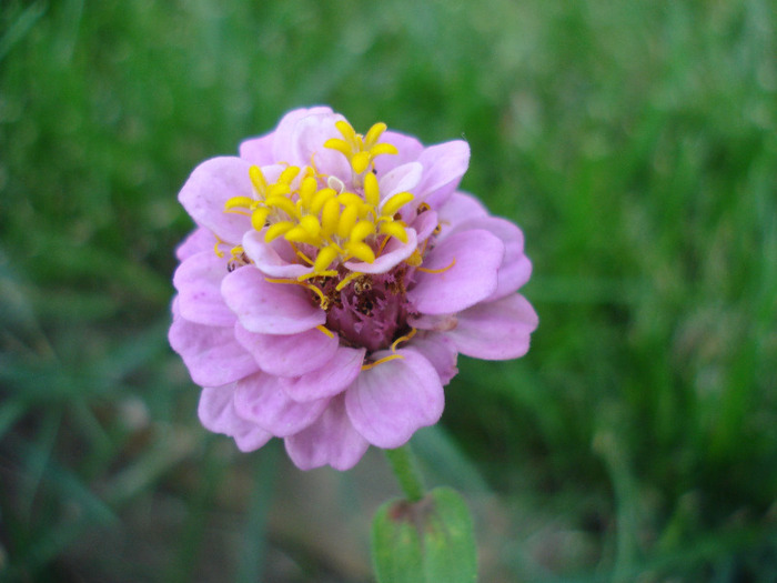 Zinnia elegans (2011, August 14) - ZINNIA Elegans