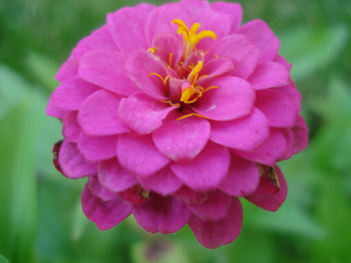 Zinnia elegans (2011, August 14)