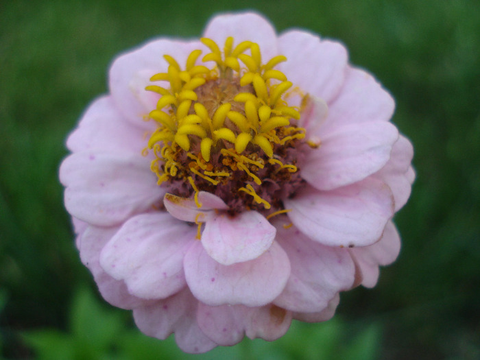 Zinnia elegans (2011, August 14)