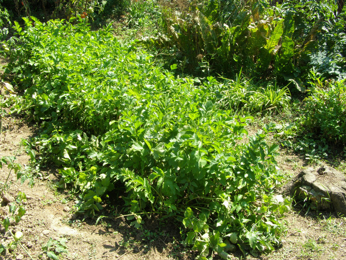 P7016459 - Gradina de legume si aromatice