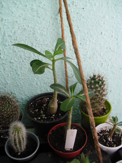 14aug11 (12) - Adenium