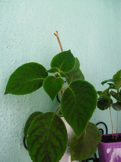 14aug11 (11) - x - Kohleria