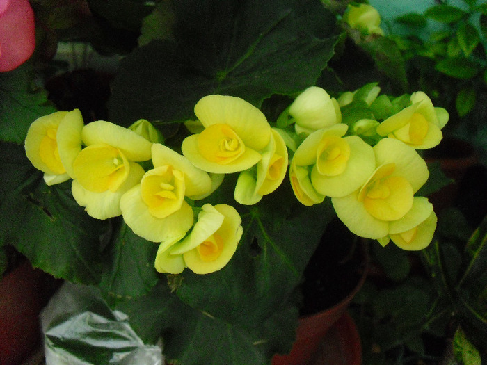 12AUGUST11 (26) - Begonia