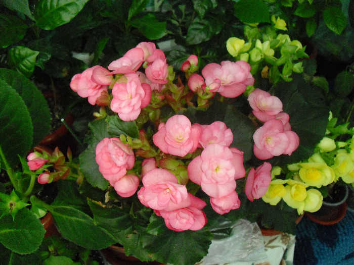 12AUGUST11 (18) - Begonia