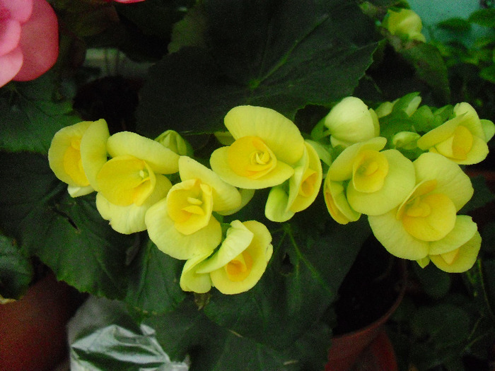 12AUGUST11 (19) - Begonia