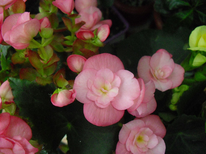 12AUGUST11 (21) - Begonia