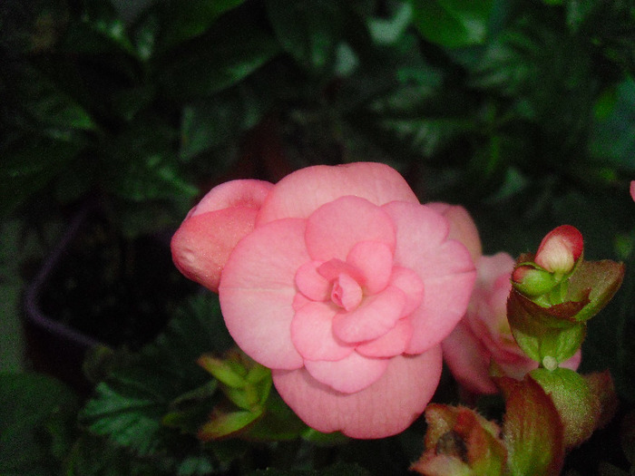 12AUGUST11 (23) - Begonia