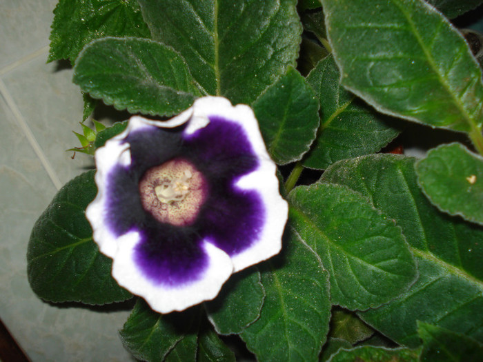 DSC09997 - GLOXINIA  2011