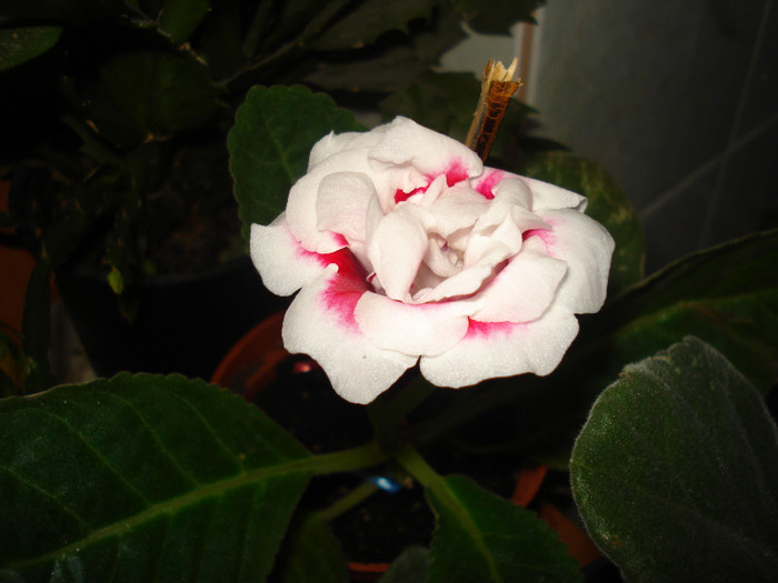 DSC09985 - GLOXINIA  2011