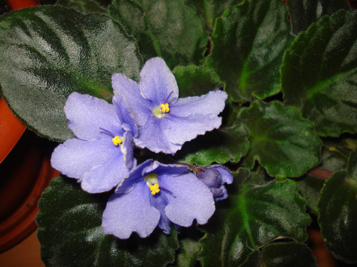 DSC09986 - FLORI 2011
