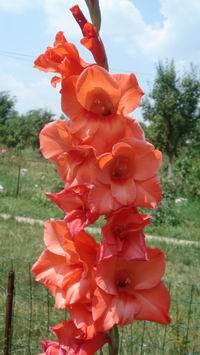 1 - gladiole