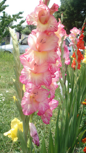 3 - gladiole