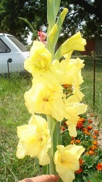 5 - gladiole