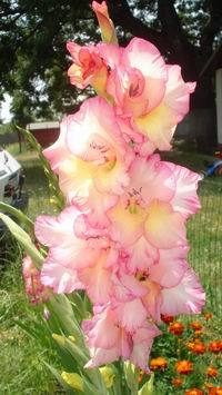 6 - gladiole