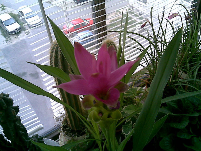 Curcuma - flori 2011