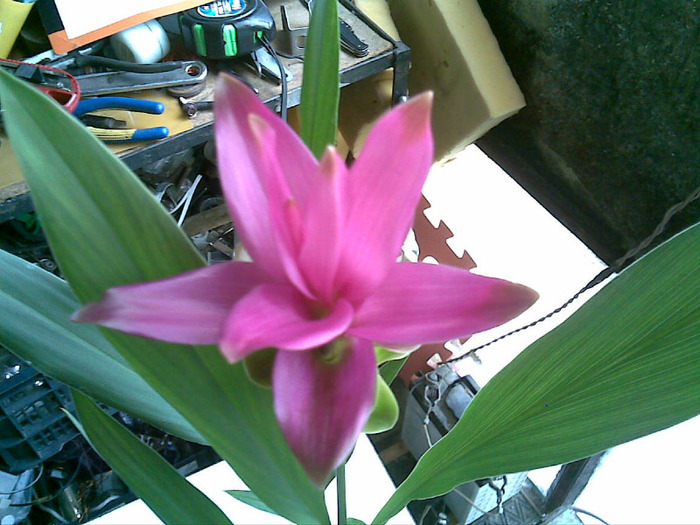 Curcuma