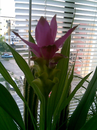 14082011(001) - flori 2011