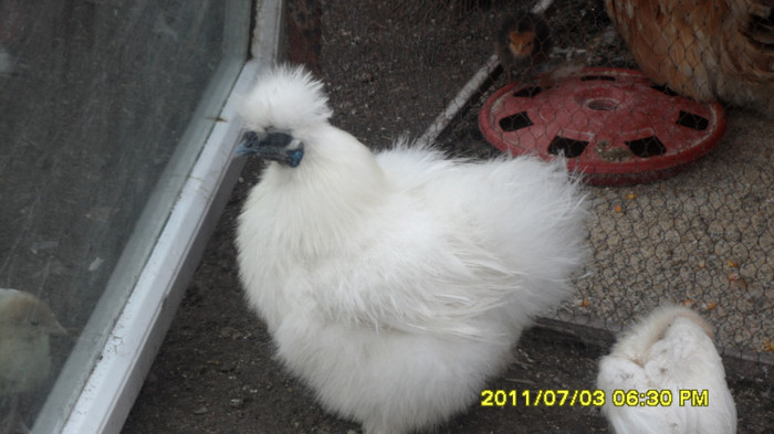 SAM_0129 - pasarile mele