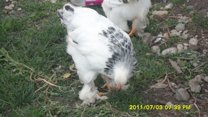 SAM_0211 - pasarile mele