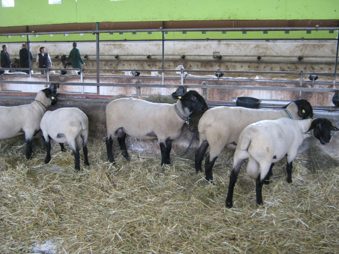 licitatie oi 31 iul-wels