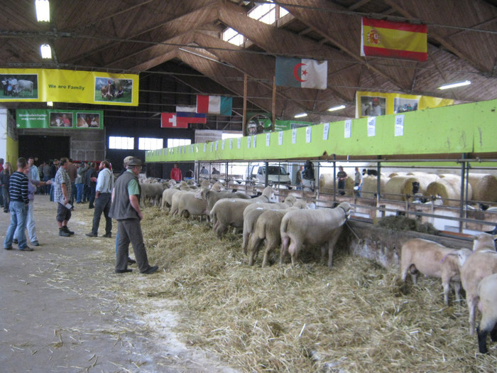 sant oi destule -mare licitatie