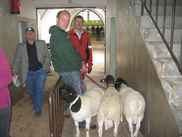 crescatori de dorper