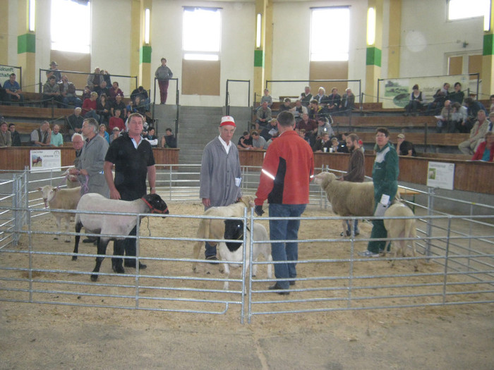 crescatori de oi renumiti