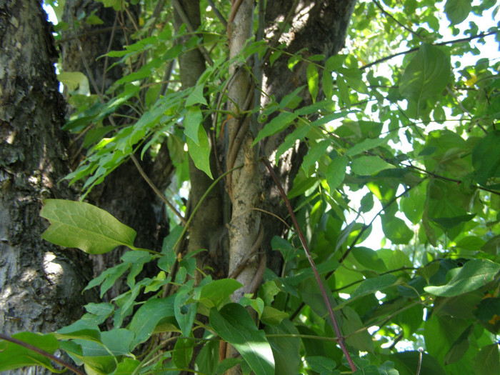 P7026461