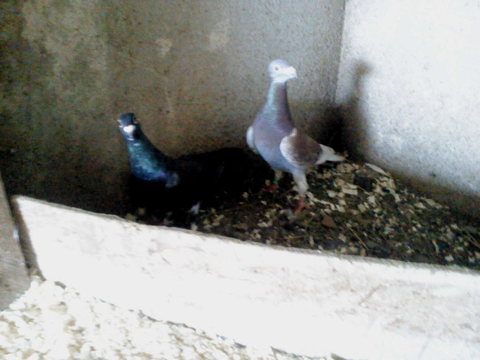 DSC01534 - PERECHI 2011