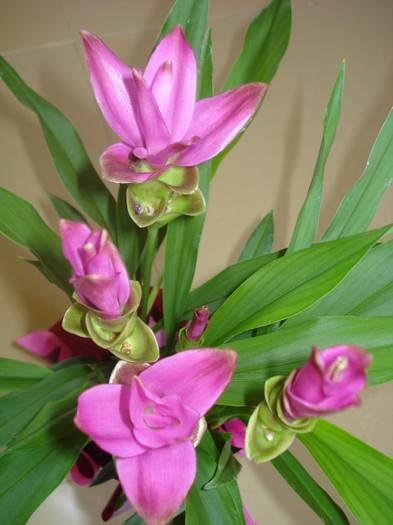 CURCUMA SAU LALEAUA TAILANDEZA - FLORILE MELE -ALBUM2