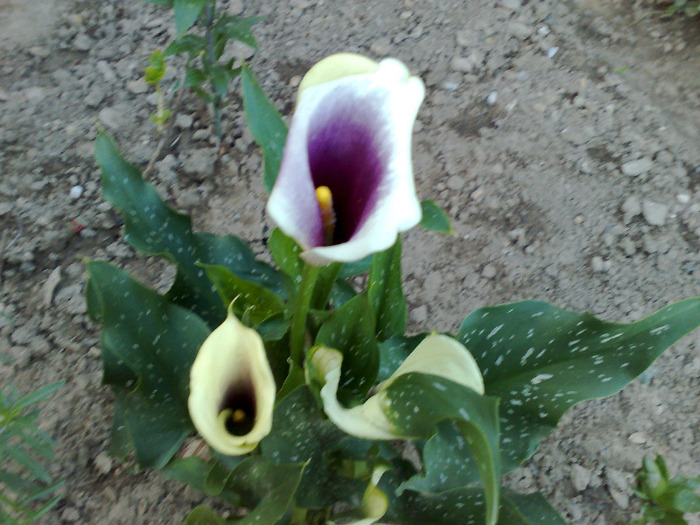 270620111232 - cale-zantedeschia