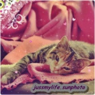 Asta imi trebuia 2 catei.