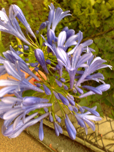 30072011044 - agapanthus