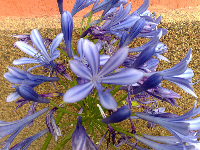 14082011089 - agapanthus