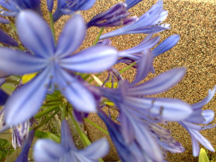 14082011090 - agapanthus