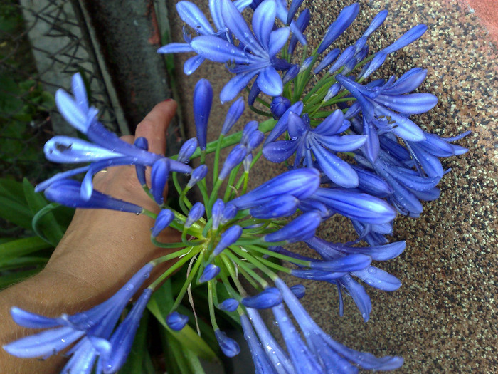 30072011043 - agapanthus