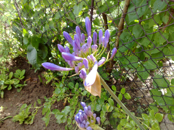 24072011011 - agapanthus