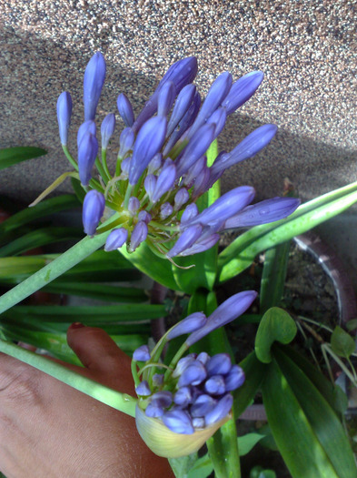 24072011012 - agapanthus