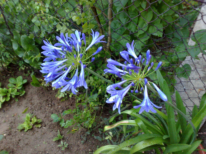 30072011042 - agapanthus