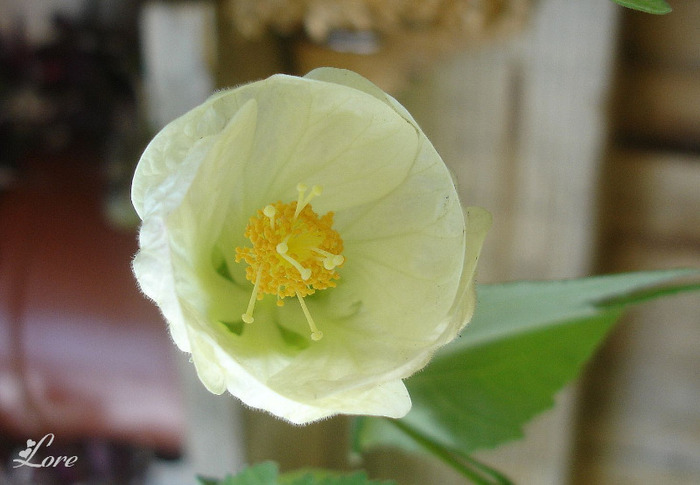 15.08.11 - Abutilon 2011