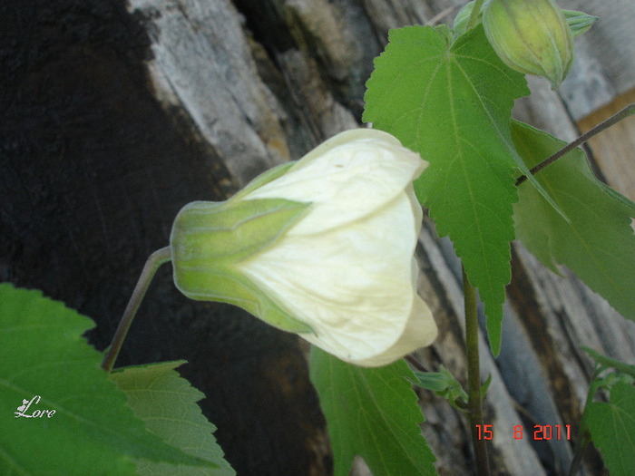 15.08.11 - Abutilon 2011