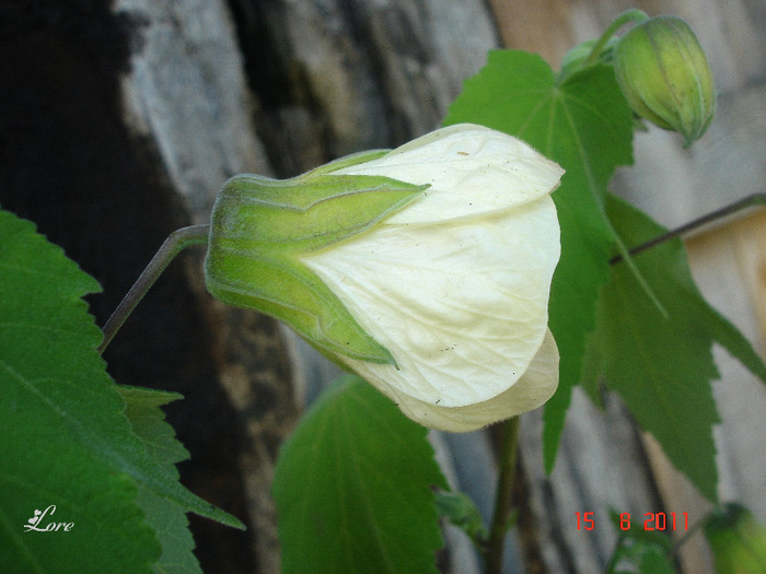 15.08.11 - Abutilon 2011