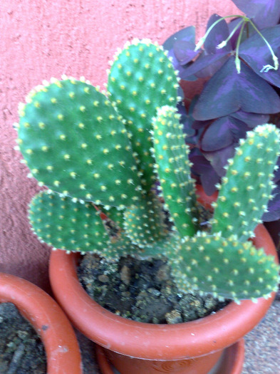 14082011096 - cactusi si suculente